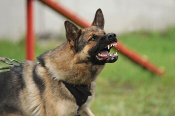 The Importance of Gathering Evidence in Dog Bite Incidents